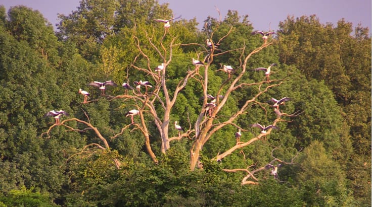 ZIEN: tientallen ooievaars strijken neer in één boom in Twente