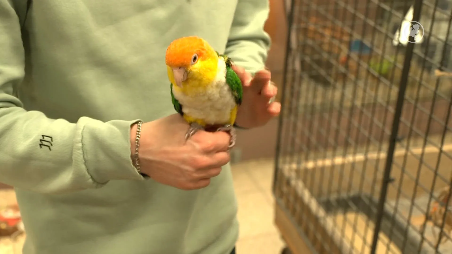 Baasjes Pino dolblij dat de vogel terug is in Rotterdam: 'Moest huilen'