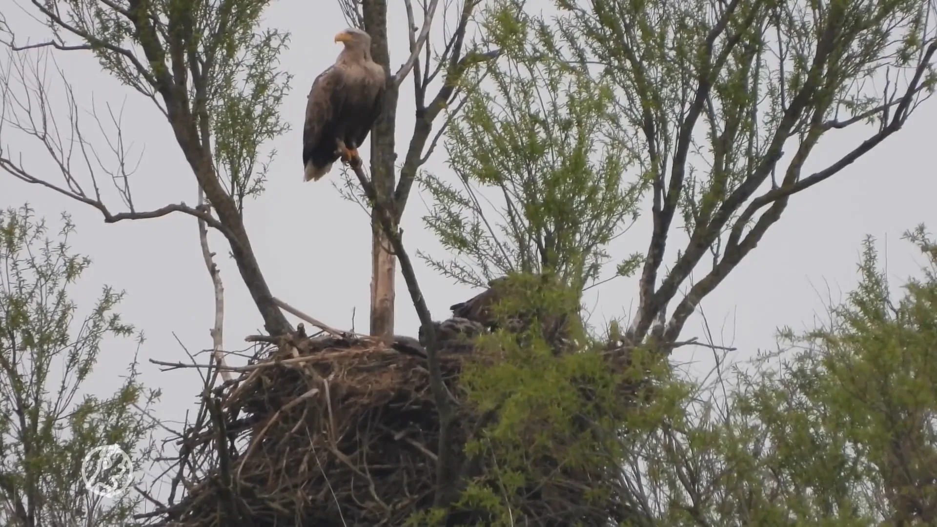 Zeearend doet het goed in Friesland: lokale babyboom gaande