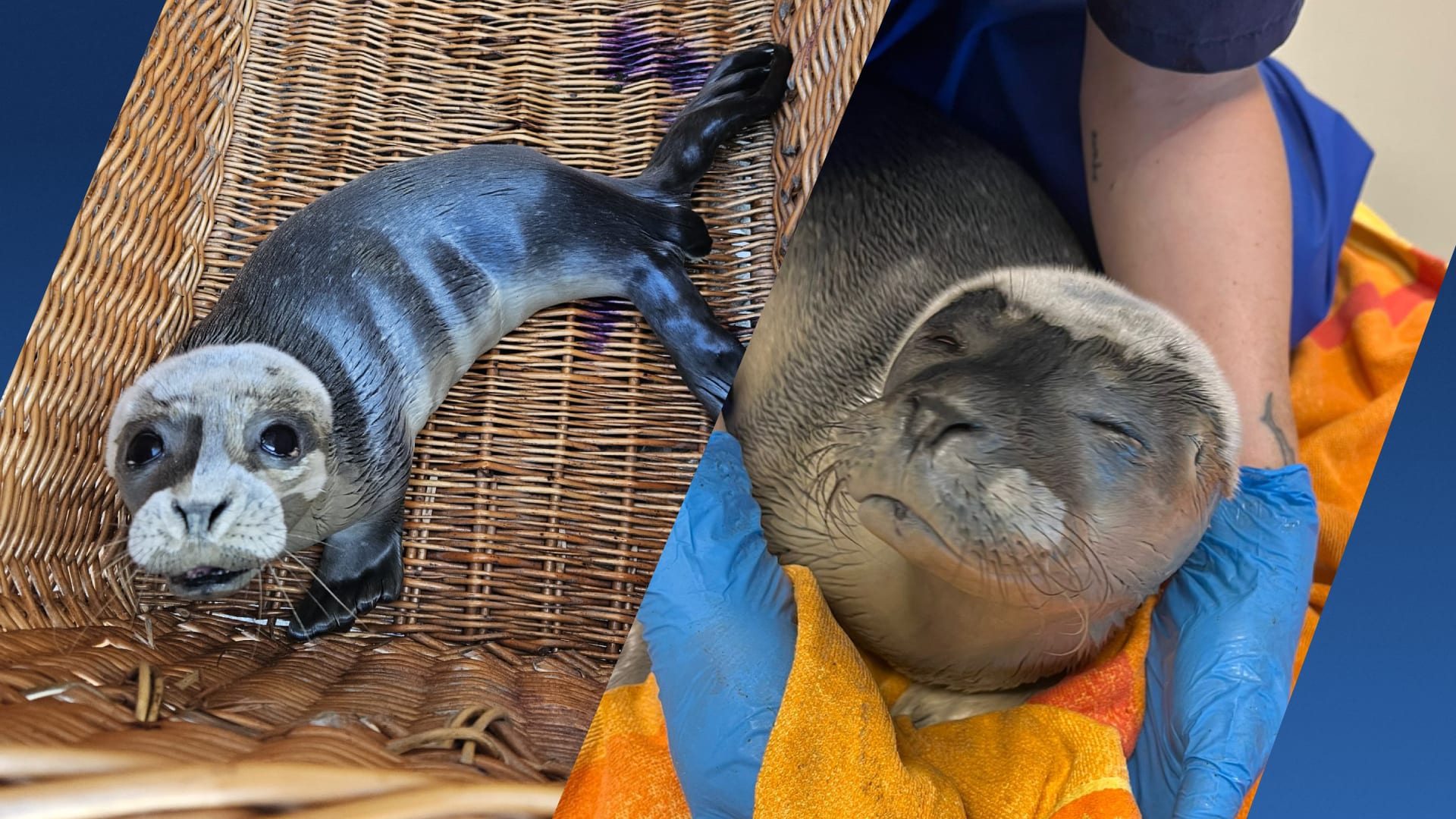 Bezoekers illegaal feest Borgsweer liepen rond met pasgeboren zeehondenpup