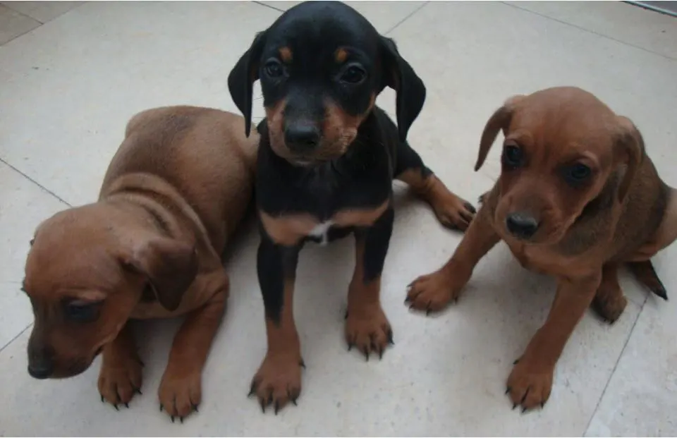 Pups uit Brabantse schuur gestolen, moederhond 'op erg nare manier' omgebracht