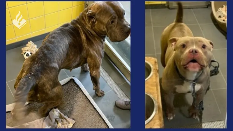 Verlaten en bang: honden harteloos gedumpt op verschillende plekken in Amsterdam