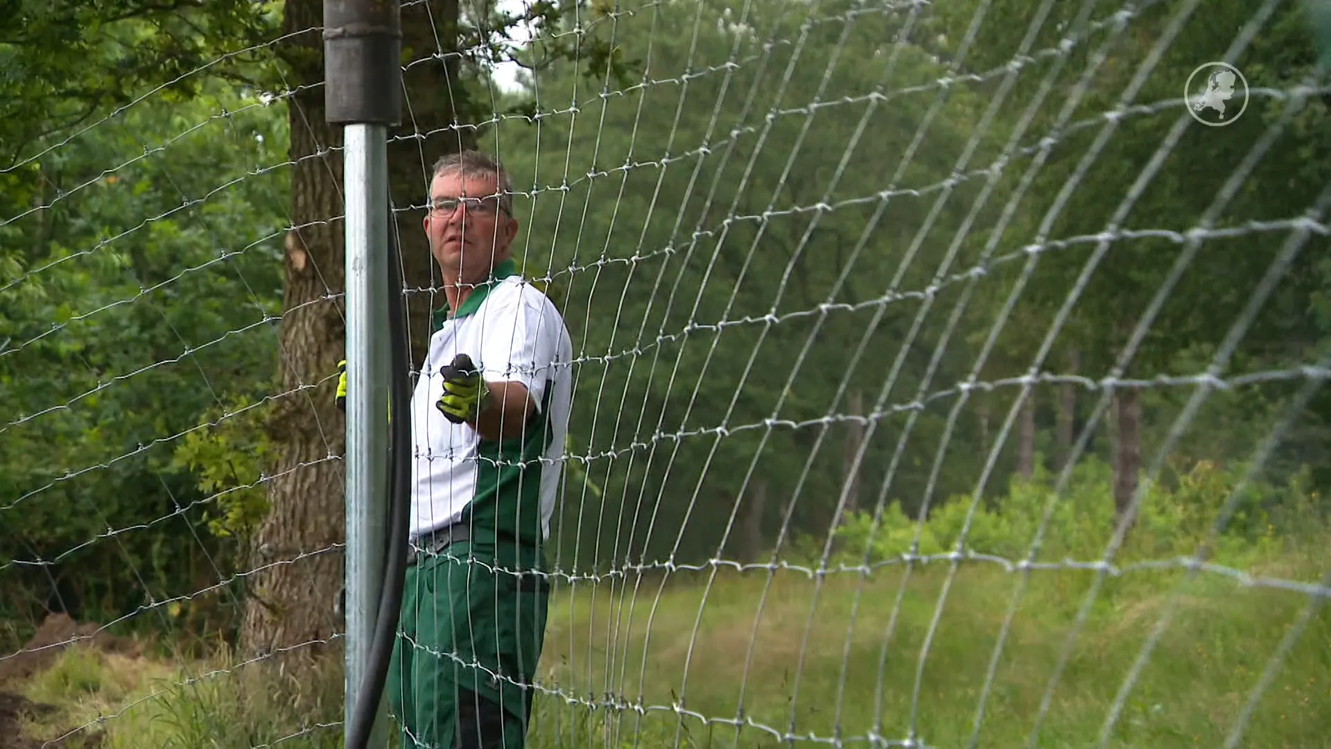 Coalitiepartijen eens over afschieten wolf, nog wel debat over wanneer