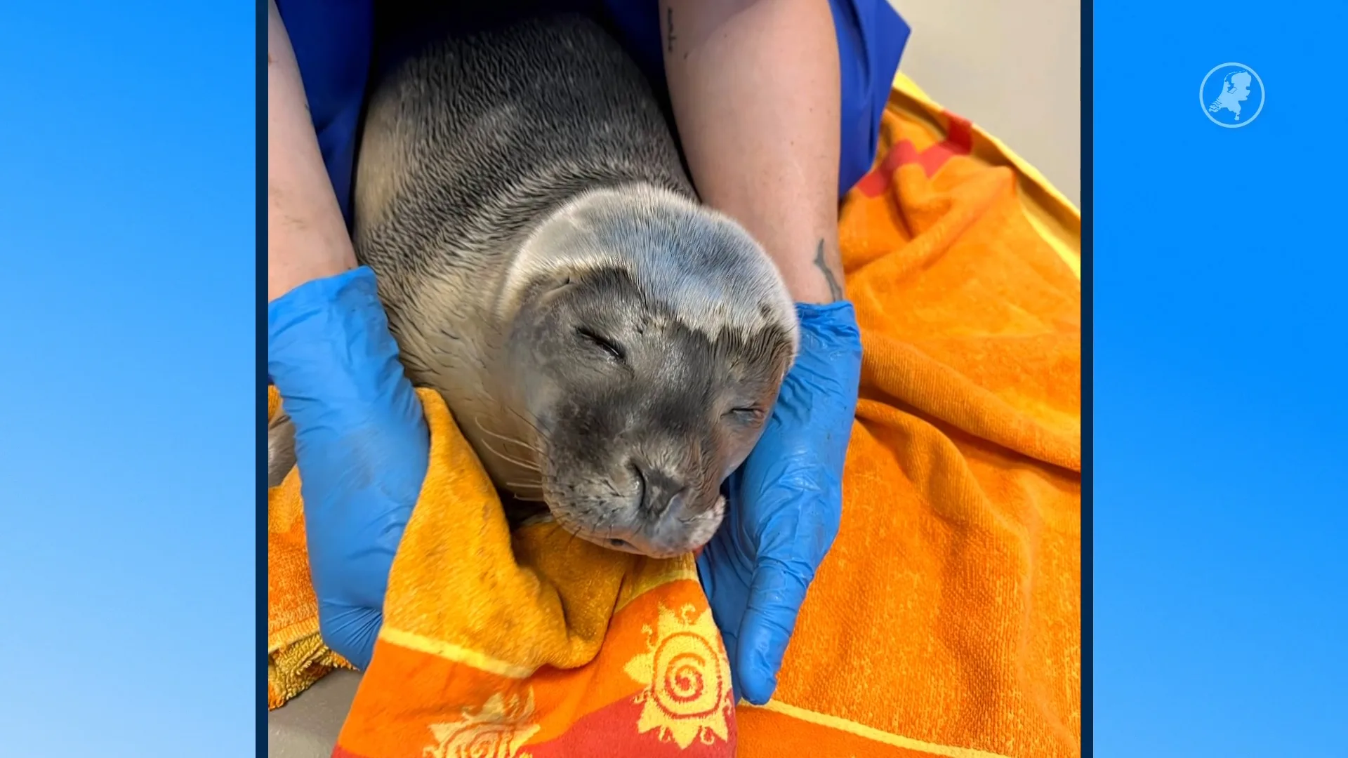 Zeehond Rave, gevonden op illegale rave, na maanden terug de Waddenzee in