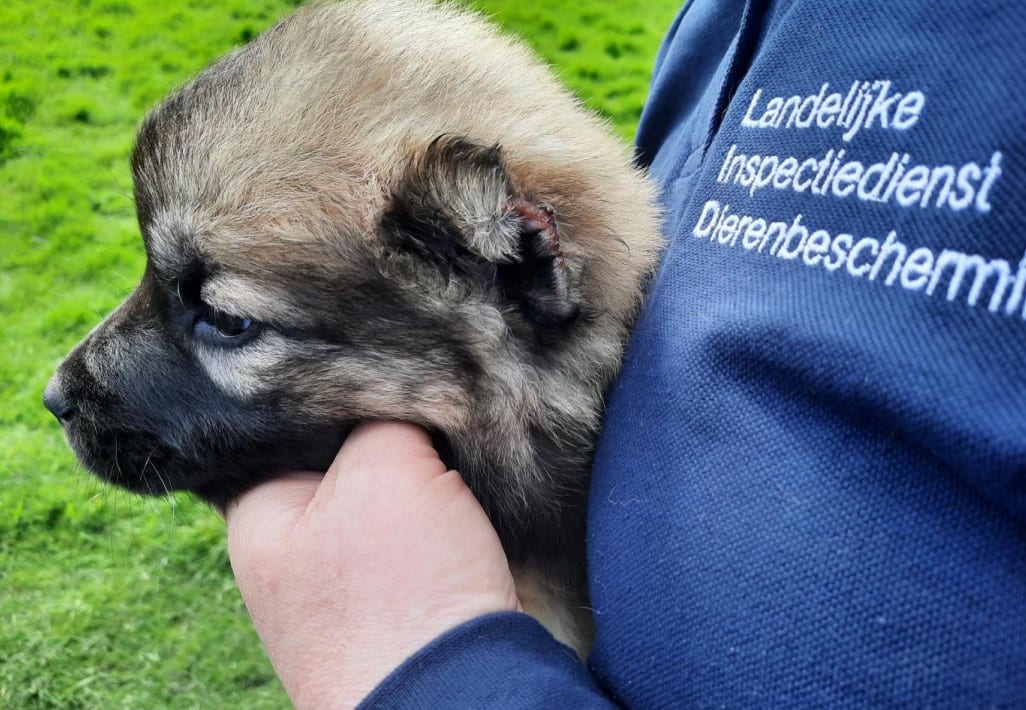 Dierenambulance stuit op drama in Alblasserdam: dode en verminkte honden