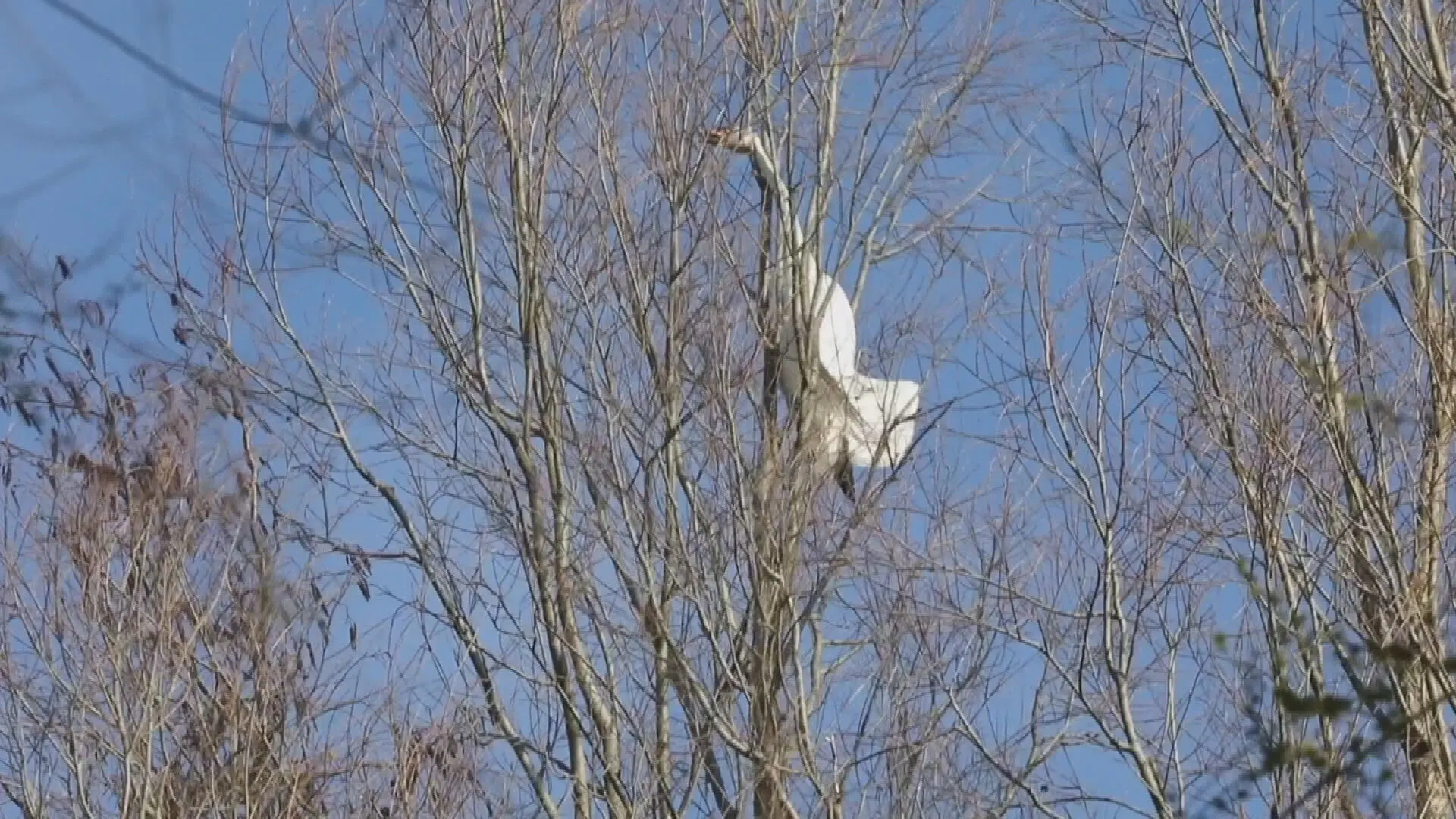 Zwaan raakt met nek verstrikt in takken boom en overlijdt