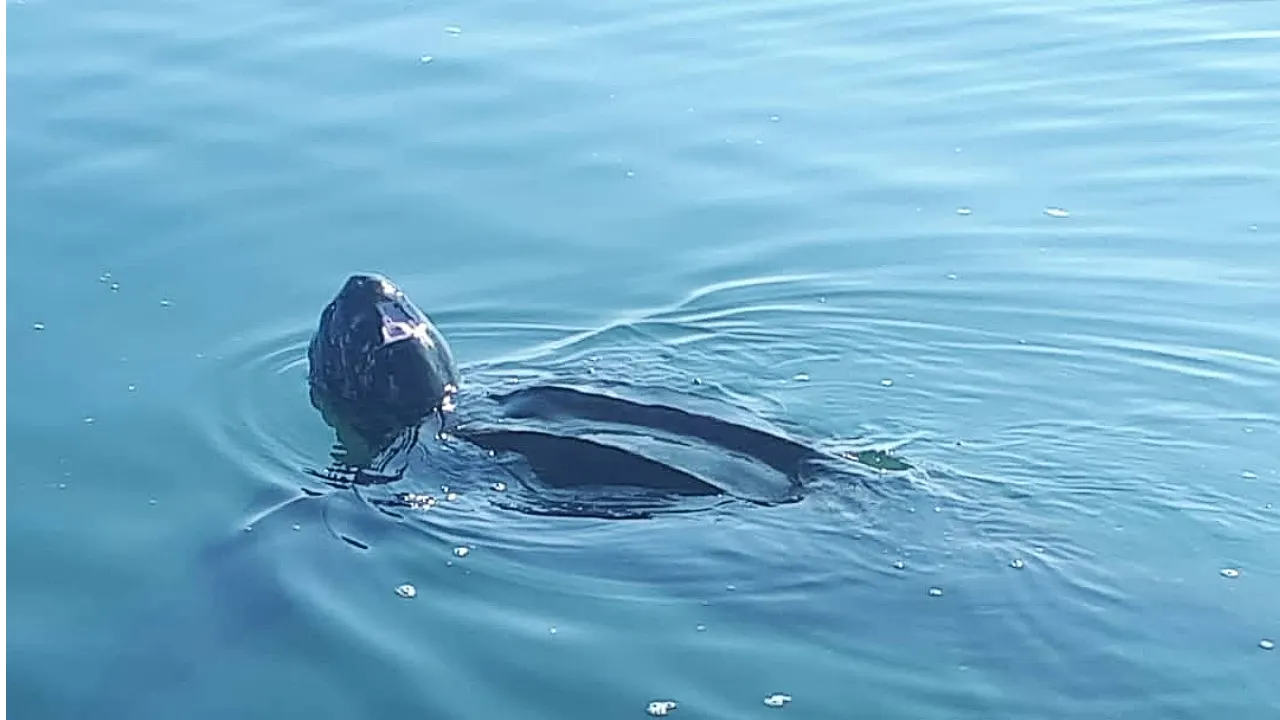 Lederschildpad van 2,5 meter gespot in Oosterschelde: 'Heel bijzonder'