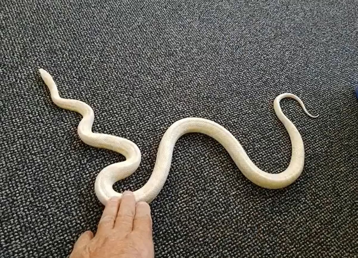 Bewoner Papendrecht schrikt wakker van slang in bed