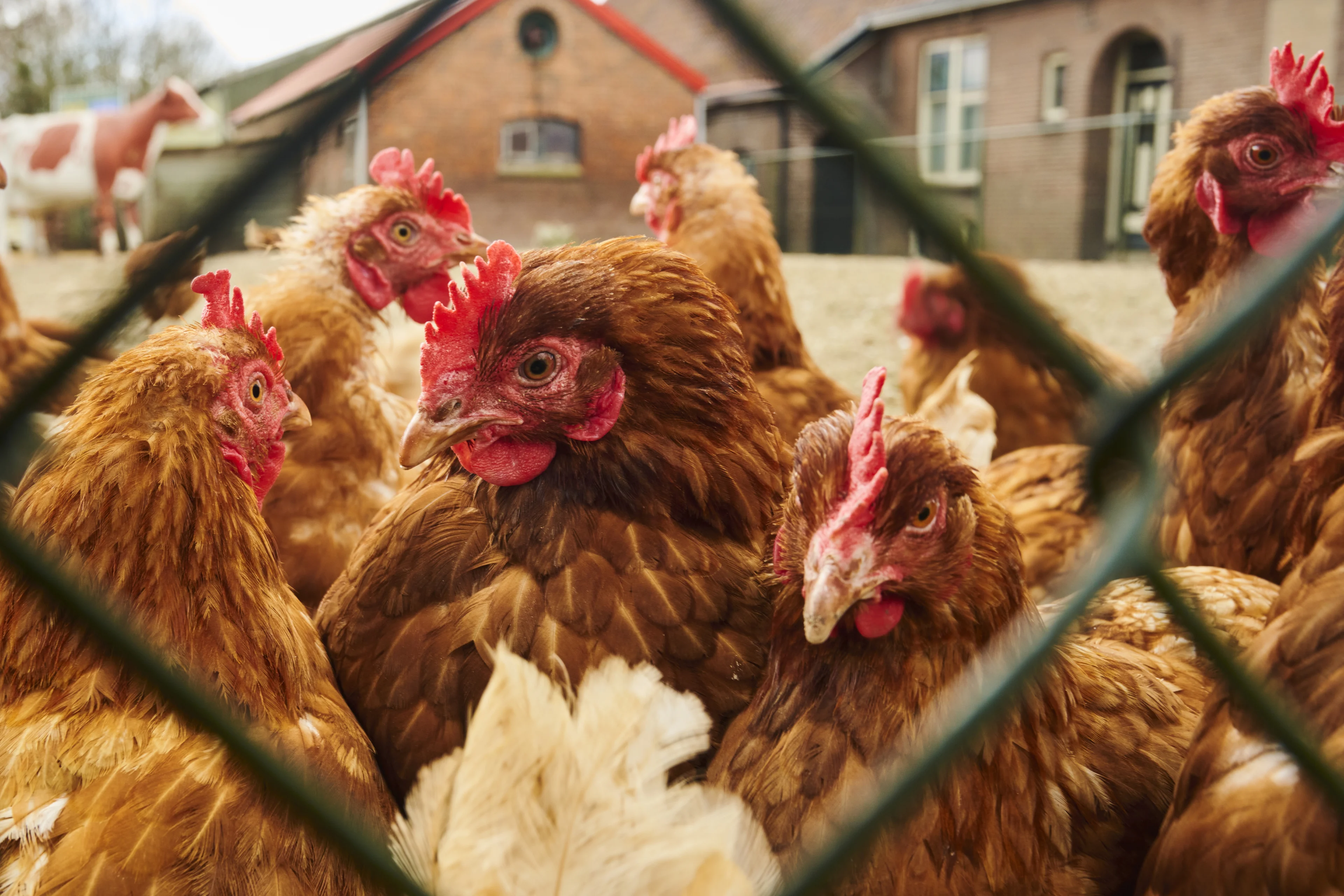 Weer duizenden kippen geruimd wegens vogelgriep in Barneveld, ook bij de buren