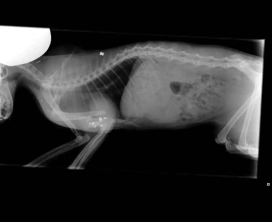 Poes Bumba is pootje kwijt na meerdere beschietingen: 'Ik vind het heel erg, het is zo zielig'