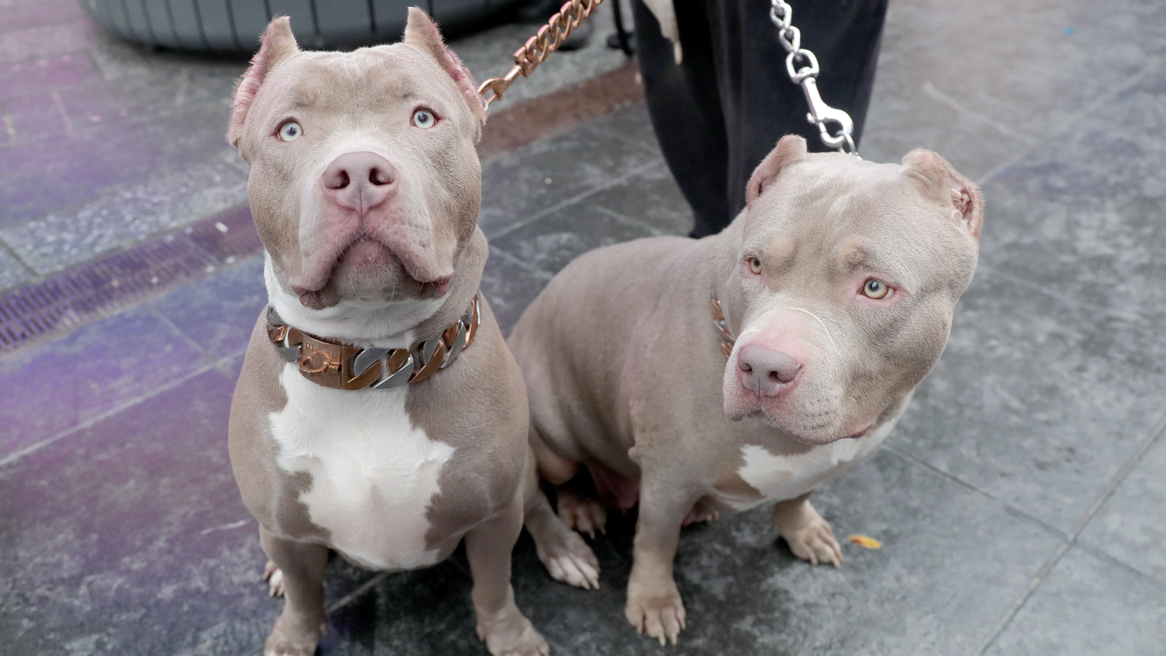 Hond Nitro moet worden gedood na bijten 8-jarig meisje, taakstraf voor eigenaren