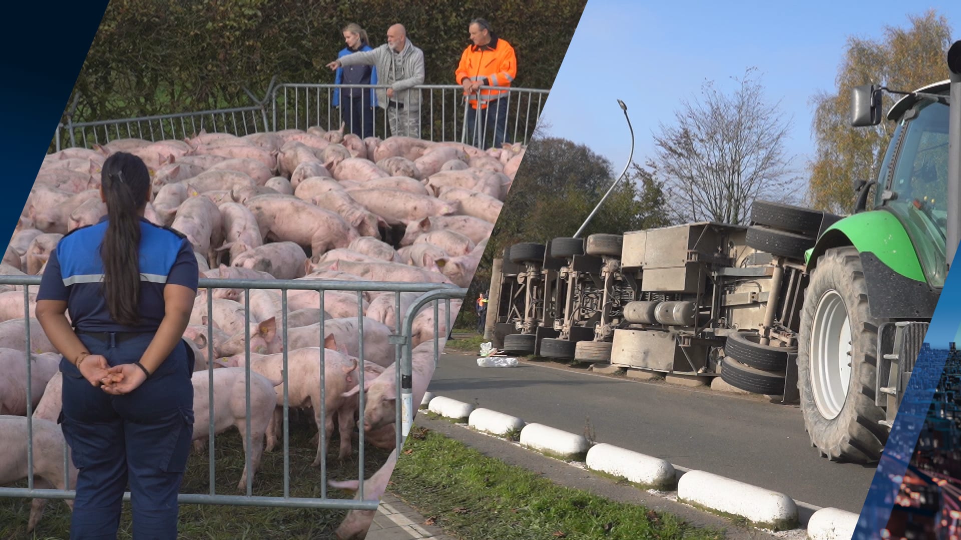 Aanhanger met 200 varkens kantelt in Baarle-Nassau, tientallen zijn omgekomen