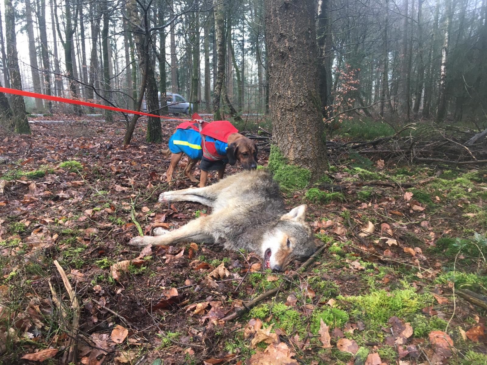 Boswachter vindt dode wolf na aanrijding in bossen bij Epe