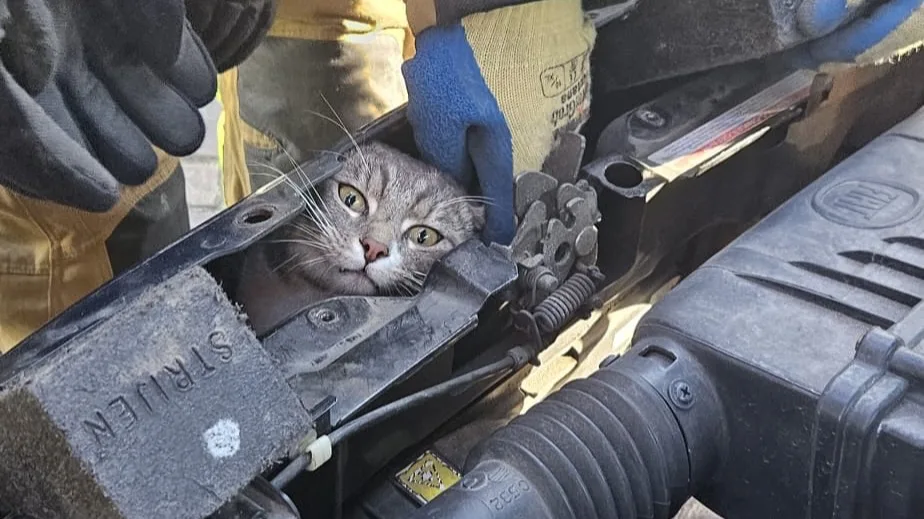 Kat muurvast onder motorkap in Strijen: brandweer redt dier