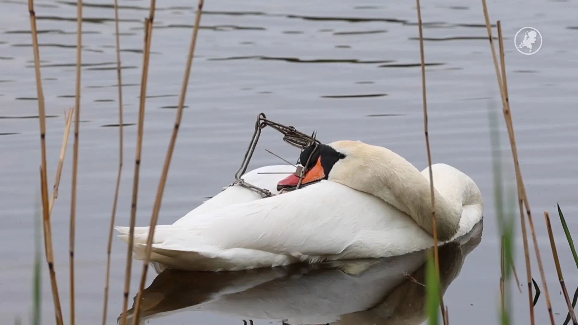Zwaan met kop vast in klem zorgt voor wilde reddingsactie