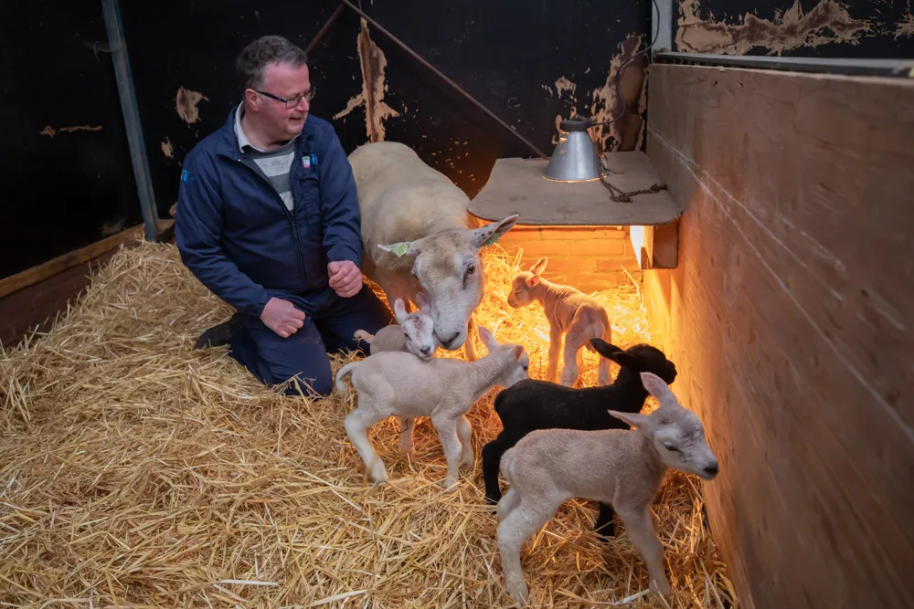 Bijzondere verrassing voor boer Wim: schaap brengt vijf lammetjes ter wereld