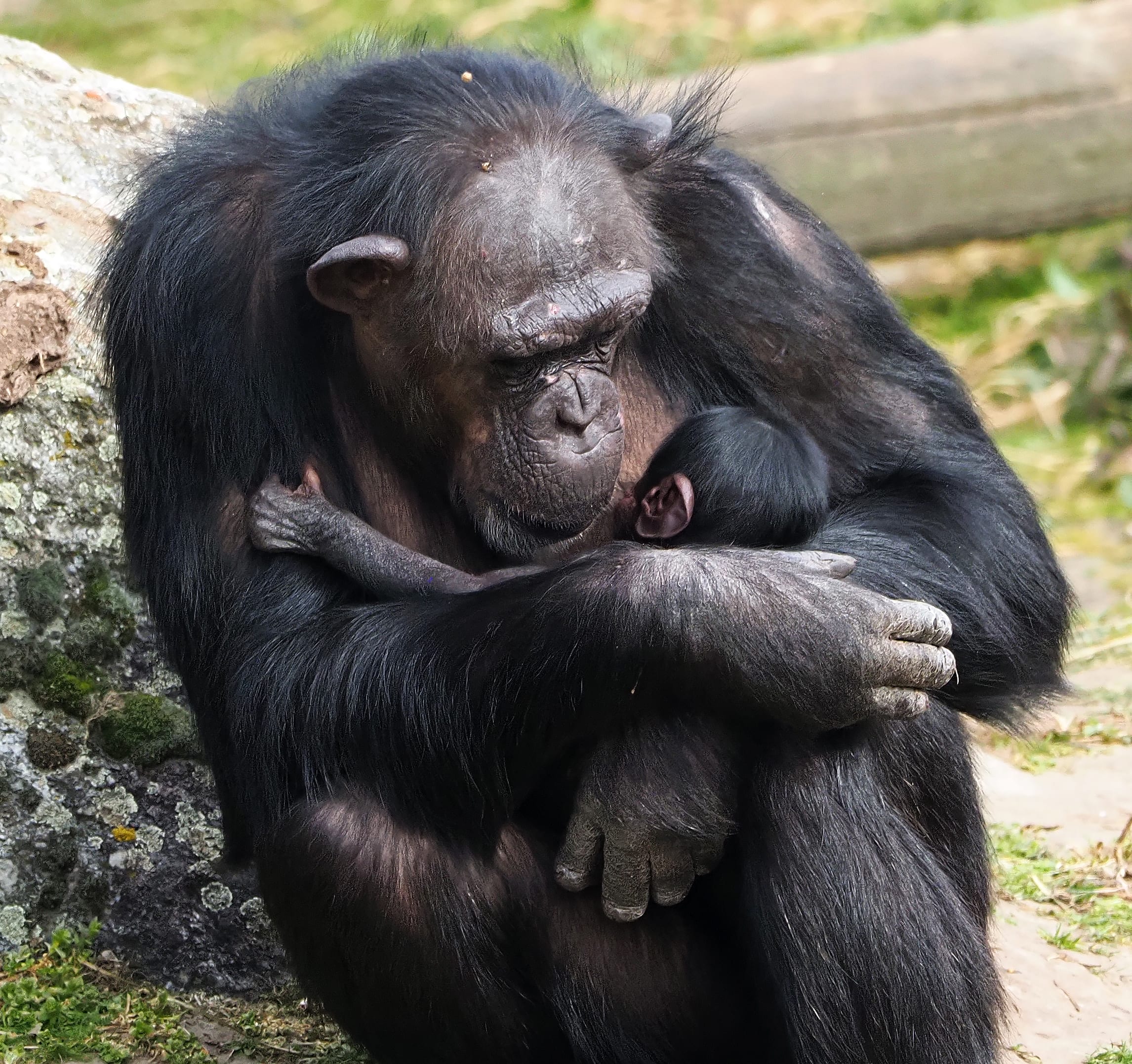 Feest! Baby chimpansee geboren in Beekse Bergen