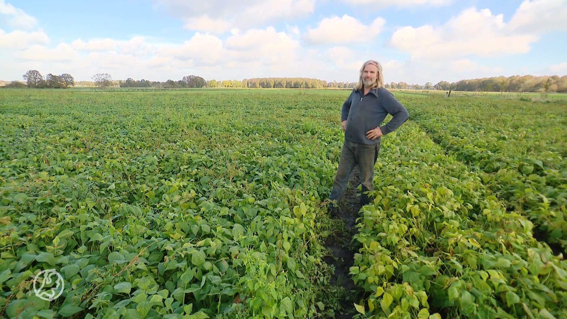 Boer Kees blijft met 100 ton sperziebonen zitten: 'Ze hebben liever goedkope groente uit Afrika'