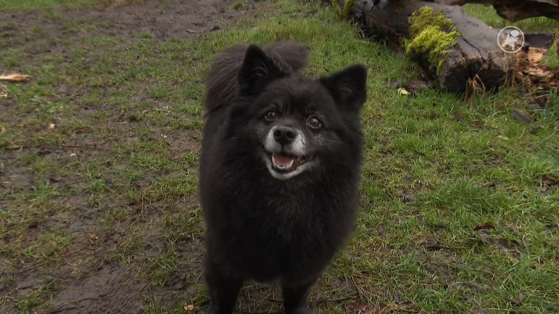 Hondje Jacky verliest voor tweede keer zijn baas: wat als jij wegvalt?