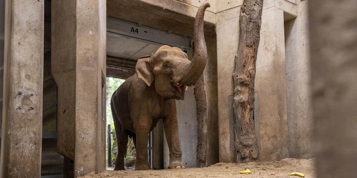 Olifant Dhunja overleden in Burgers' Zoo: 'Moesten moeilijke beslissing nemen'