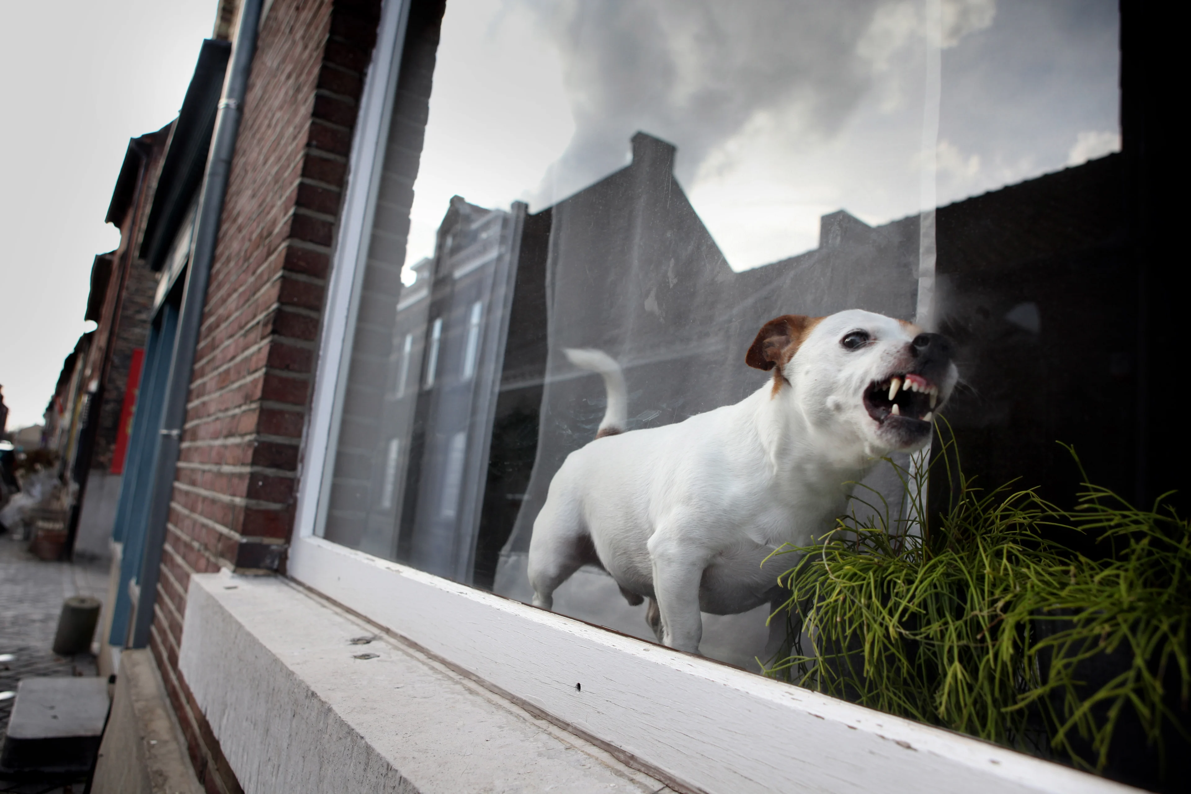 Tsunami aan probleemhonden door coronacrisis: 'Voor ons houdt het op met Beamer'