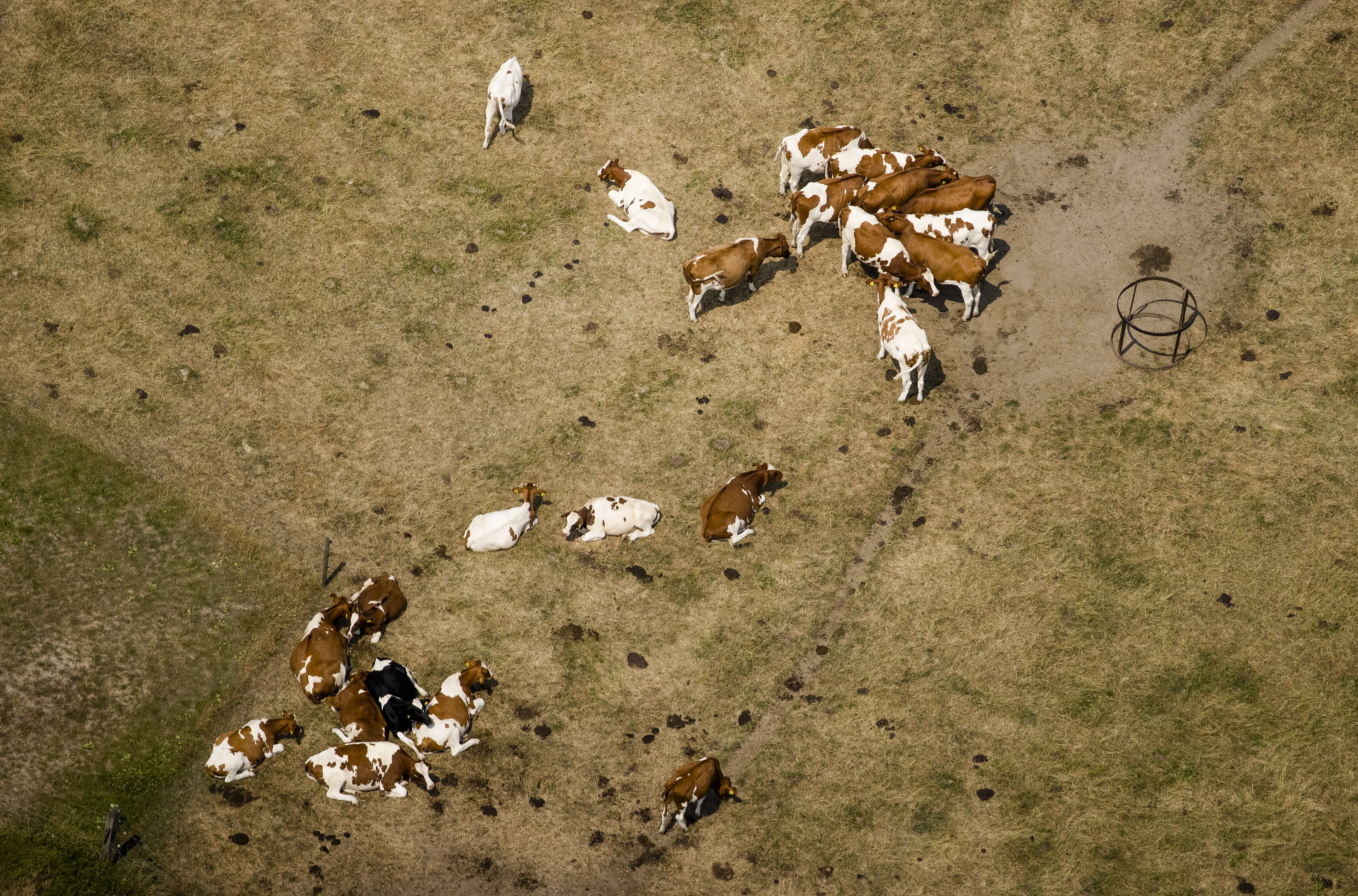 Geen schaduw of water: honderden meldingen van dieren in hitte