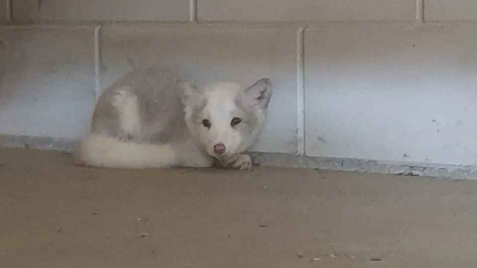 Poolvosje gevonden in Nijkerk: 'Het probleem is dat ze superschattig zijn'