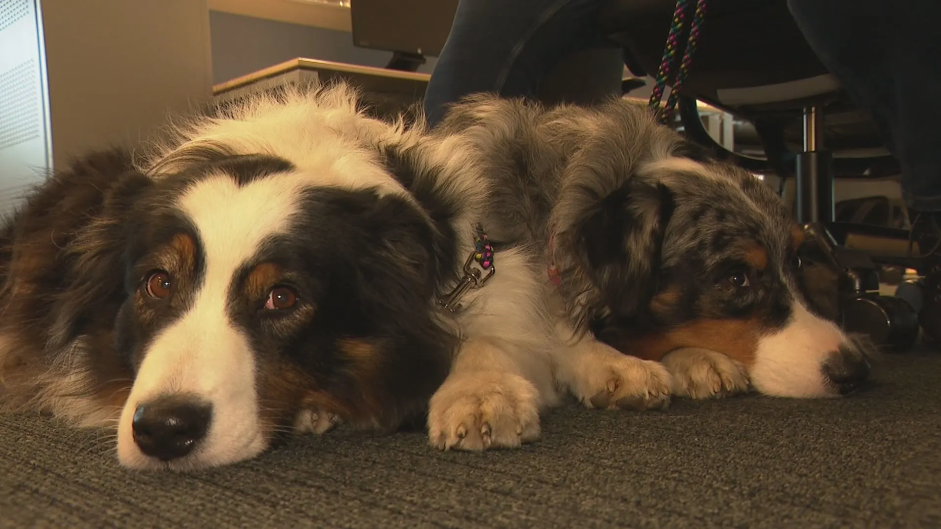 Hond mee op de werkvloer? Het heeft meer voordelen dan je denkt