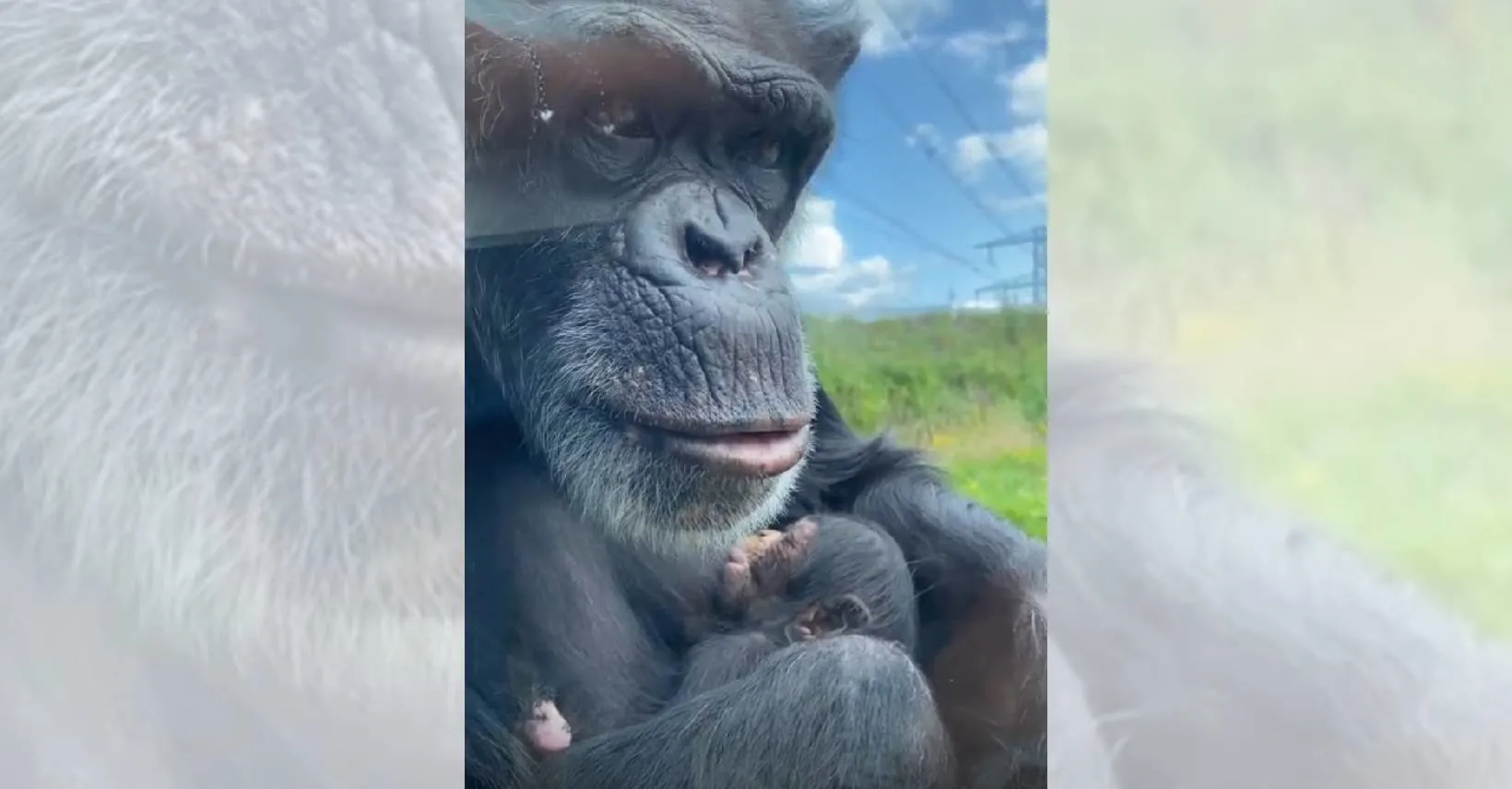 Tweede chimpansee geboren in korte tijd bij Eindhoven Zoo