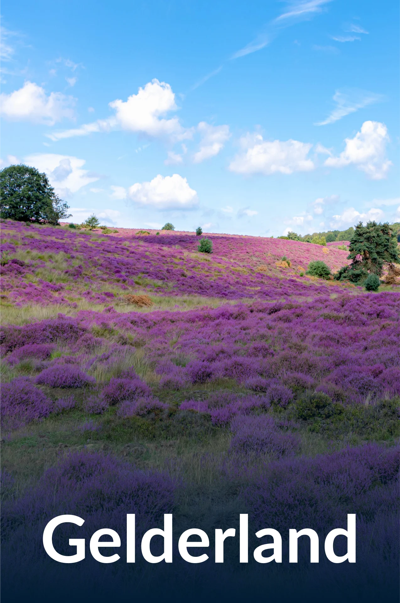 Gelderland