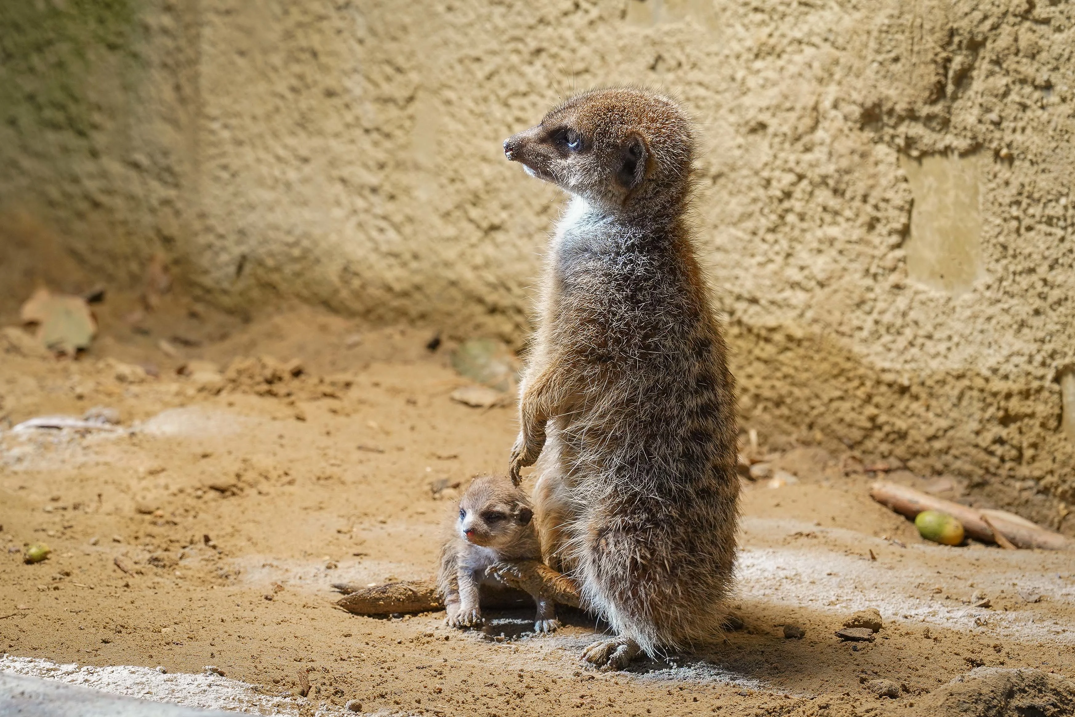 Verrassing in Dierenpark Amersfoort: twee jonge stokstaartjes geboren