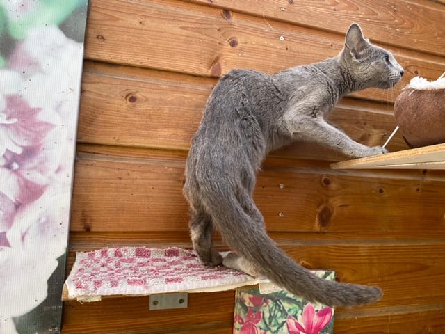 Kat Una raakt kwijt op veerboot, superspeurders vinden kat én ontroostbaar baasje