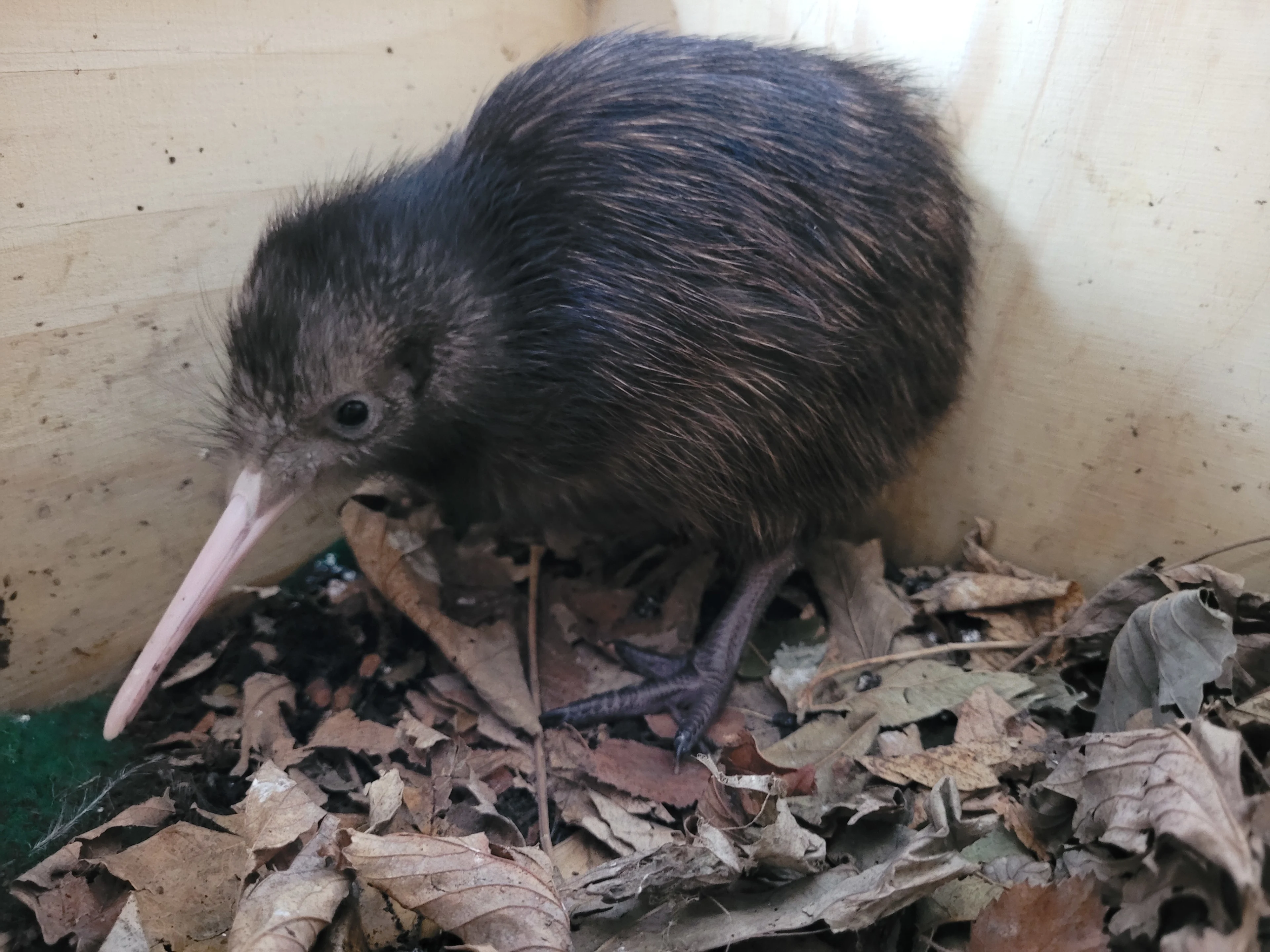 Zeldzame kiwi kruipt uit ei in Avifauna