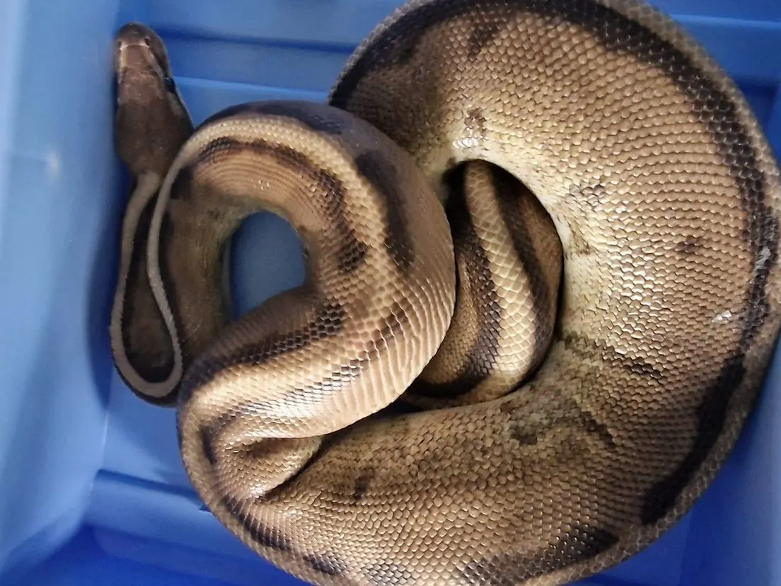 Opmerkelijke vondst Spijkenisse: koningspython kronkelt langs hockeyvelden