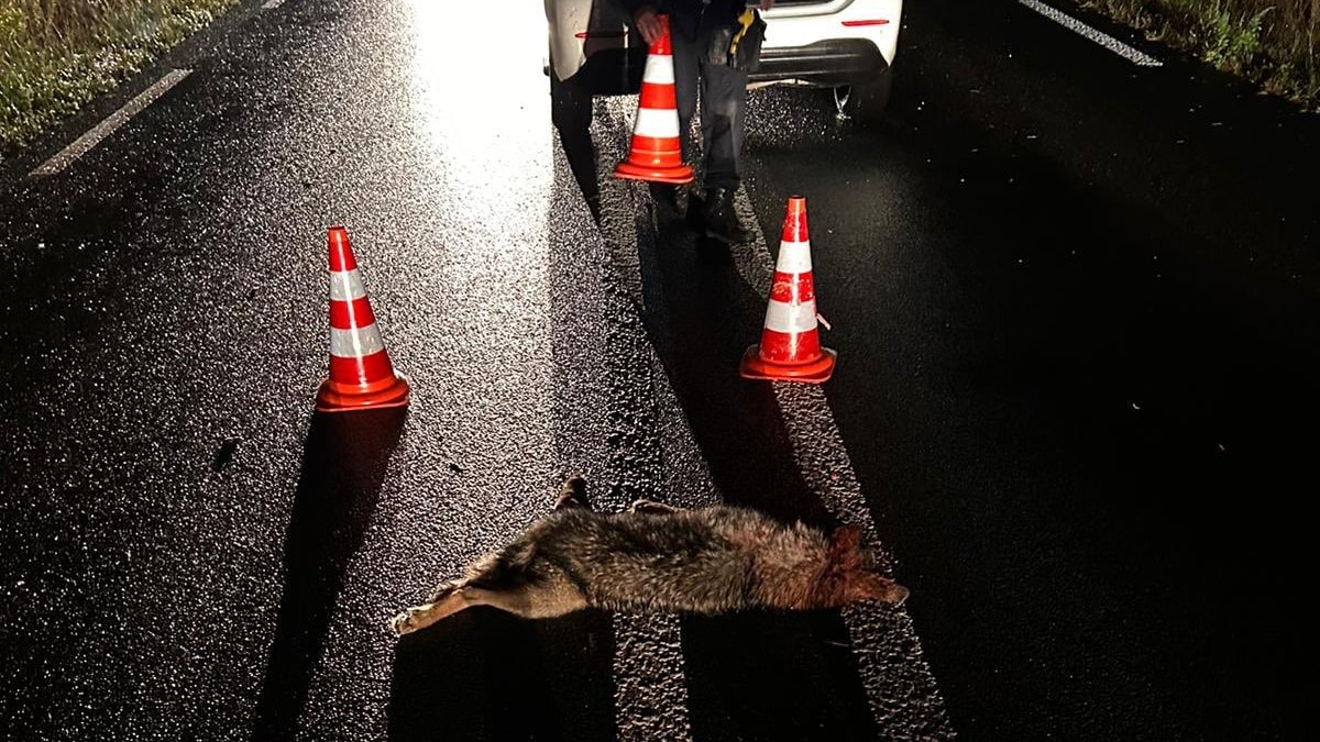 Doodgereden wolven Otterlo zijn welpen