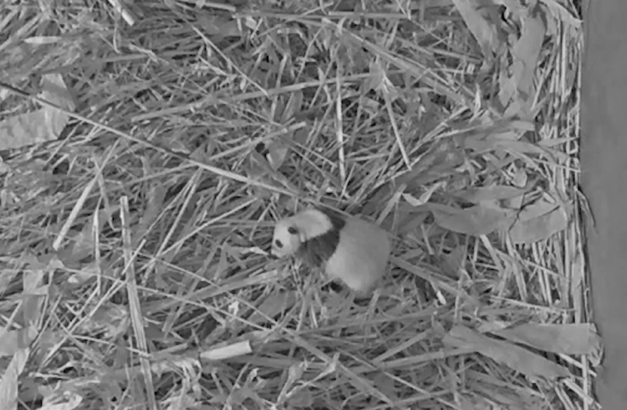 Mini-reuzenpanda gespot op nieuwe camerabeelden Ouwehands Dierenpark