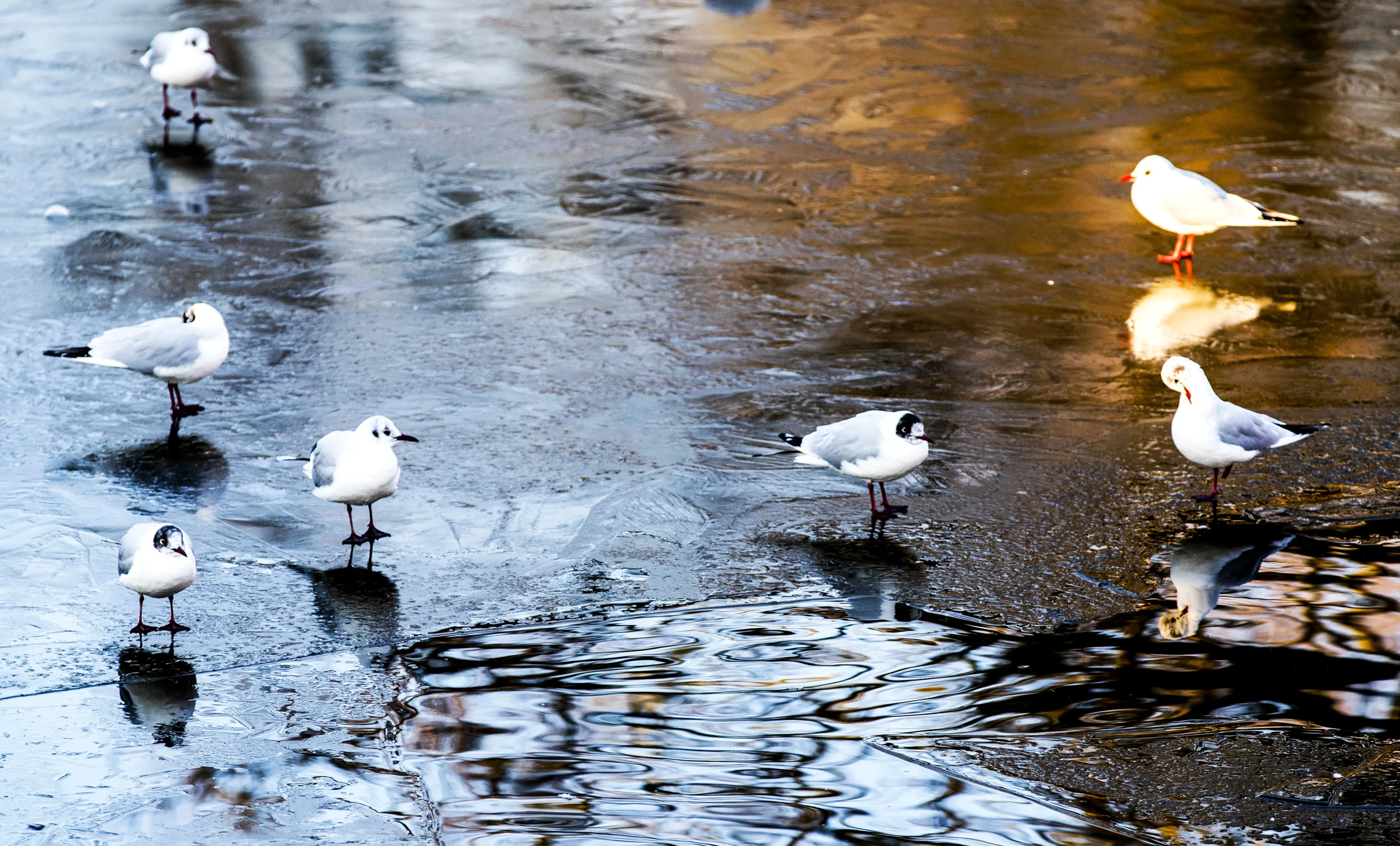 Veel zon komende week, maar de kou komt eraan