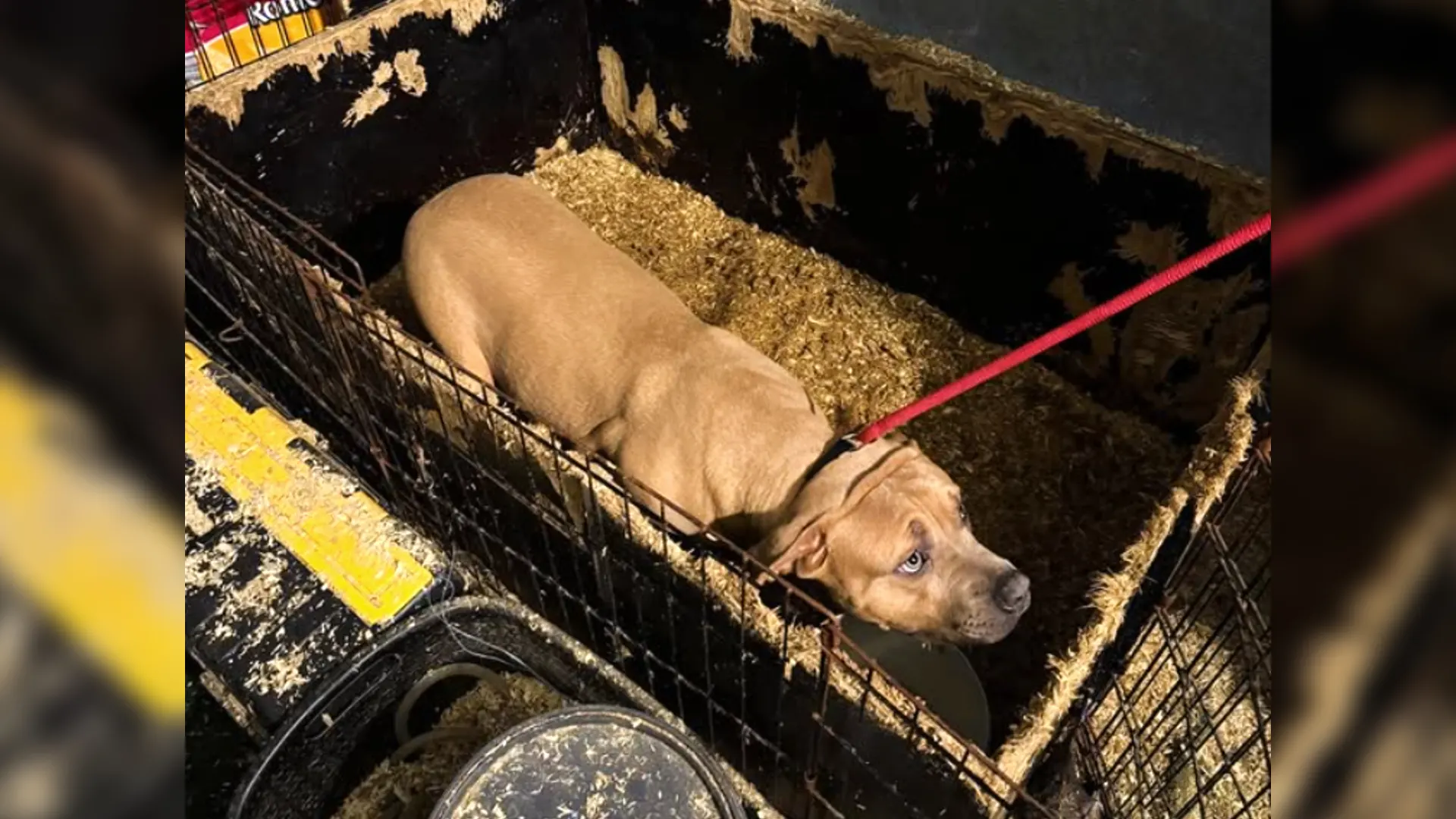 Opgesloten honden zonder water aangetroffen in woning, eigenaar mogelijk op vakantie 