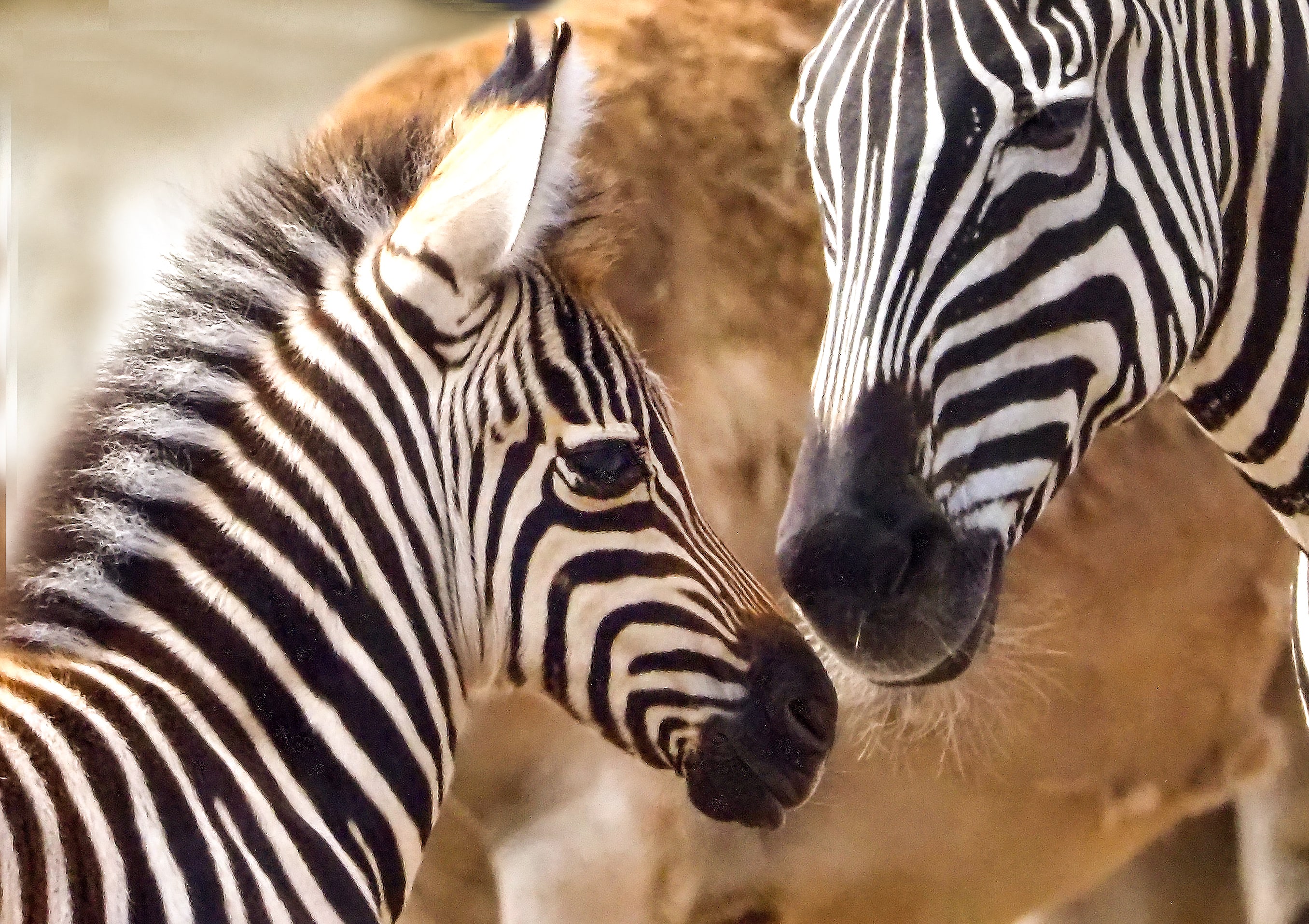 Babynieuws uit Beekse Bergen: bijzondere Grantzebra geboren