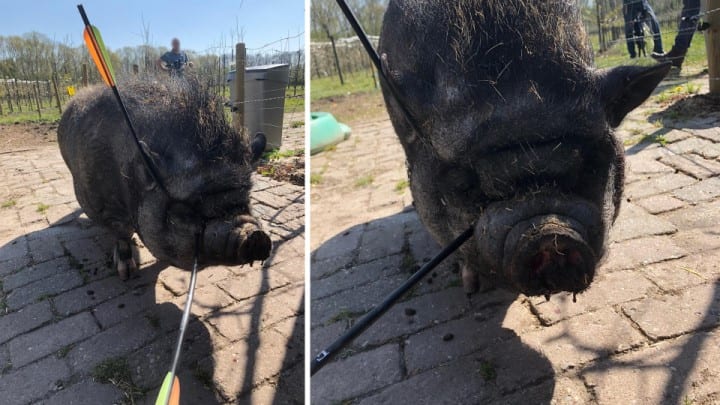 Van een doorboord zwijntje tot een geadopteerde alpaca: dit zijn de best gelezen dierenverhalen van 2020