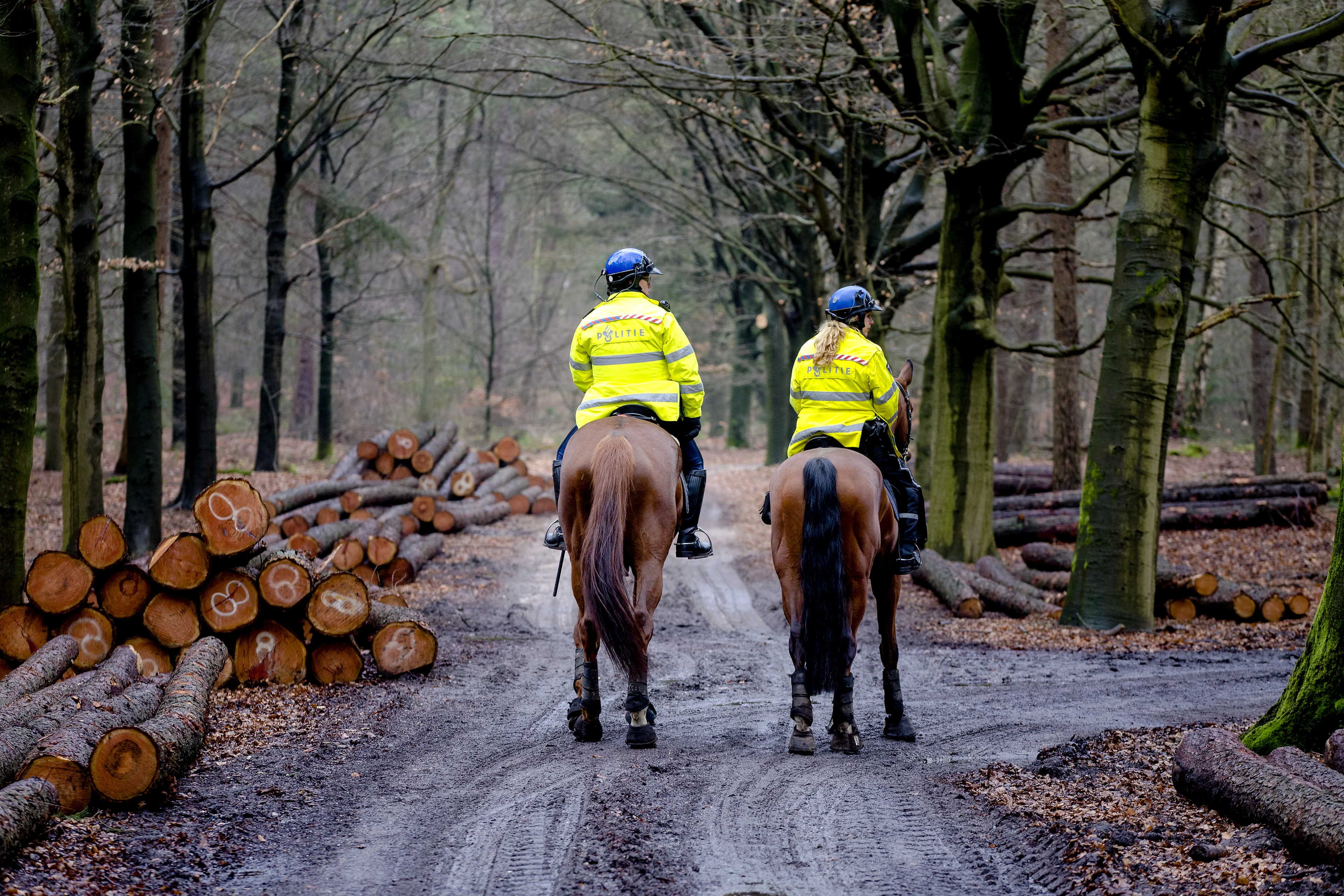 Fietser krijgt per ongeluk trap in gezicht van politiepaard en belandt in ziekenhuis