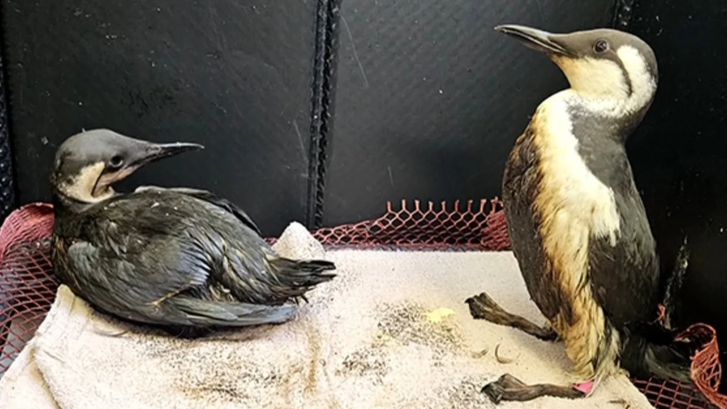 Met olie besmeurde vogels aangetroffen bij Texel, 'één is er slecht aan toe'