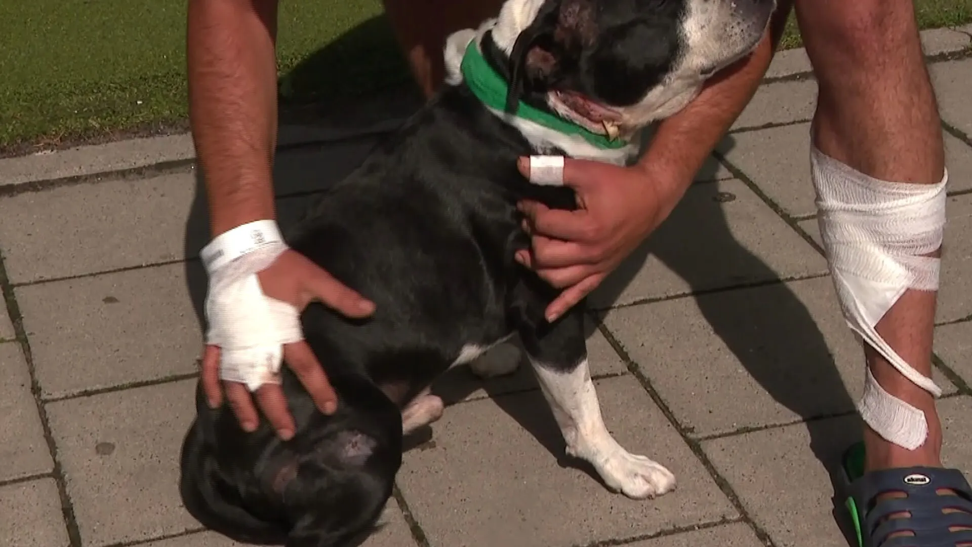 Hond en baasje likken wonden na aanval door pitbull: 'Hij zou niet meer leven als ik er niet was tussen gesprongen'