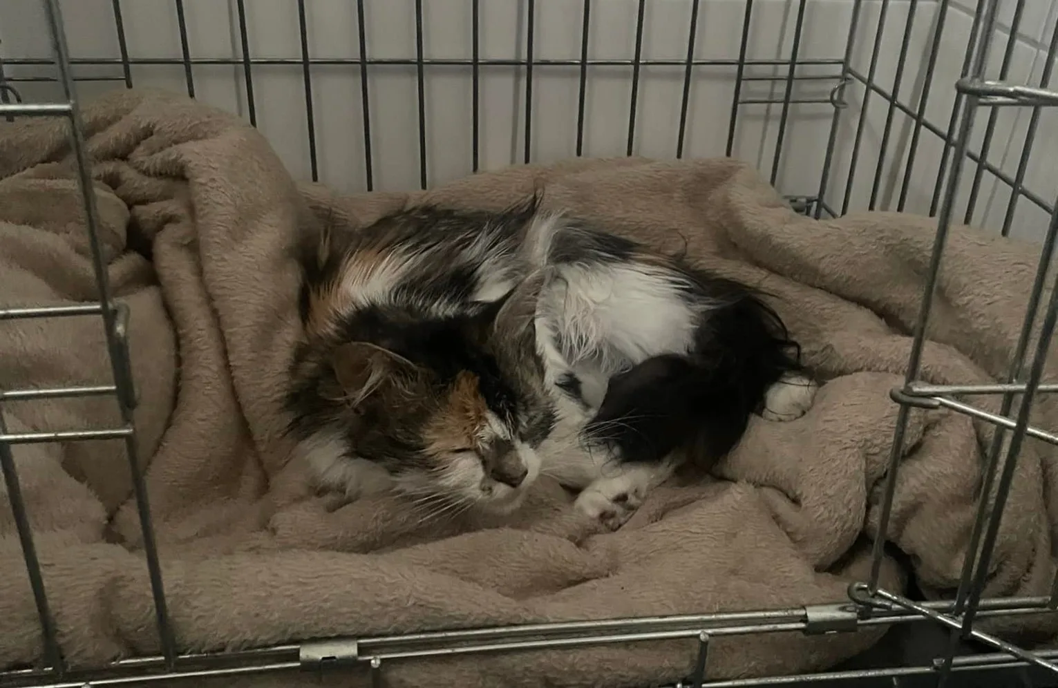 Zwangere poes Pleun gedumpt in weiland: 'Graatmager, bang en haar vol ontlasting'