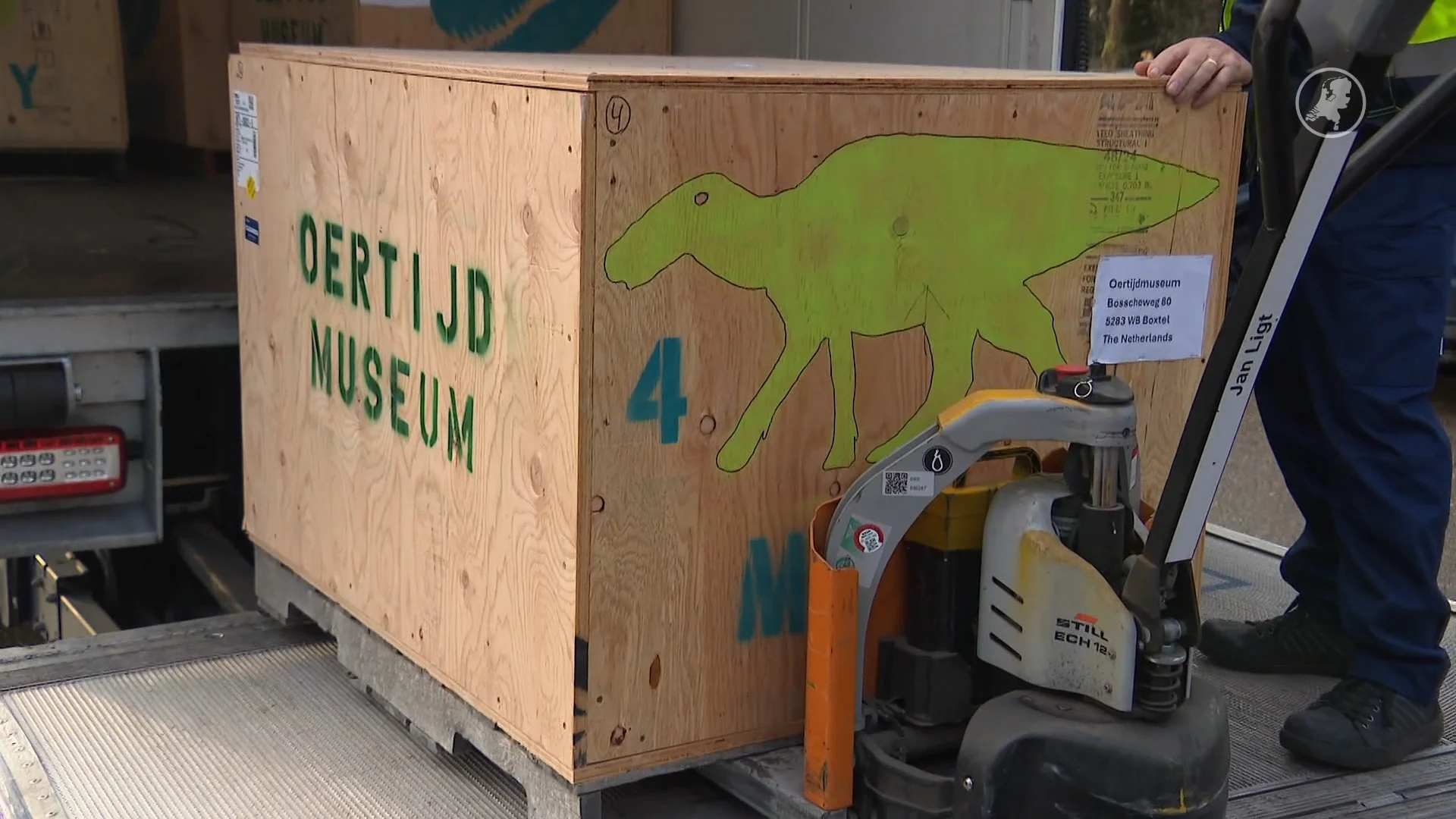 Uniek dino-skelet aangekomen in Boxtel: 'Monty' weegt ruim 5000 kilo