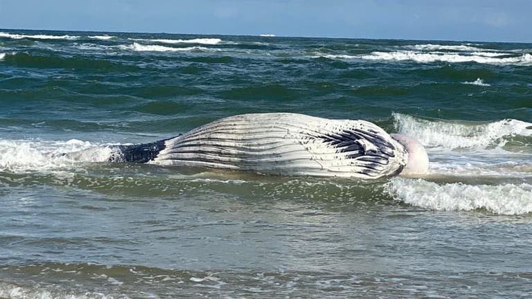 Op Vlieland aangespoelde bultrug kon waarschijnlijk niet genoeg eten vinden