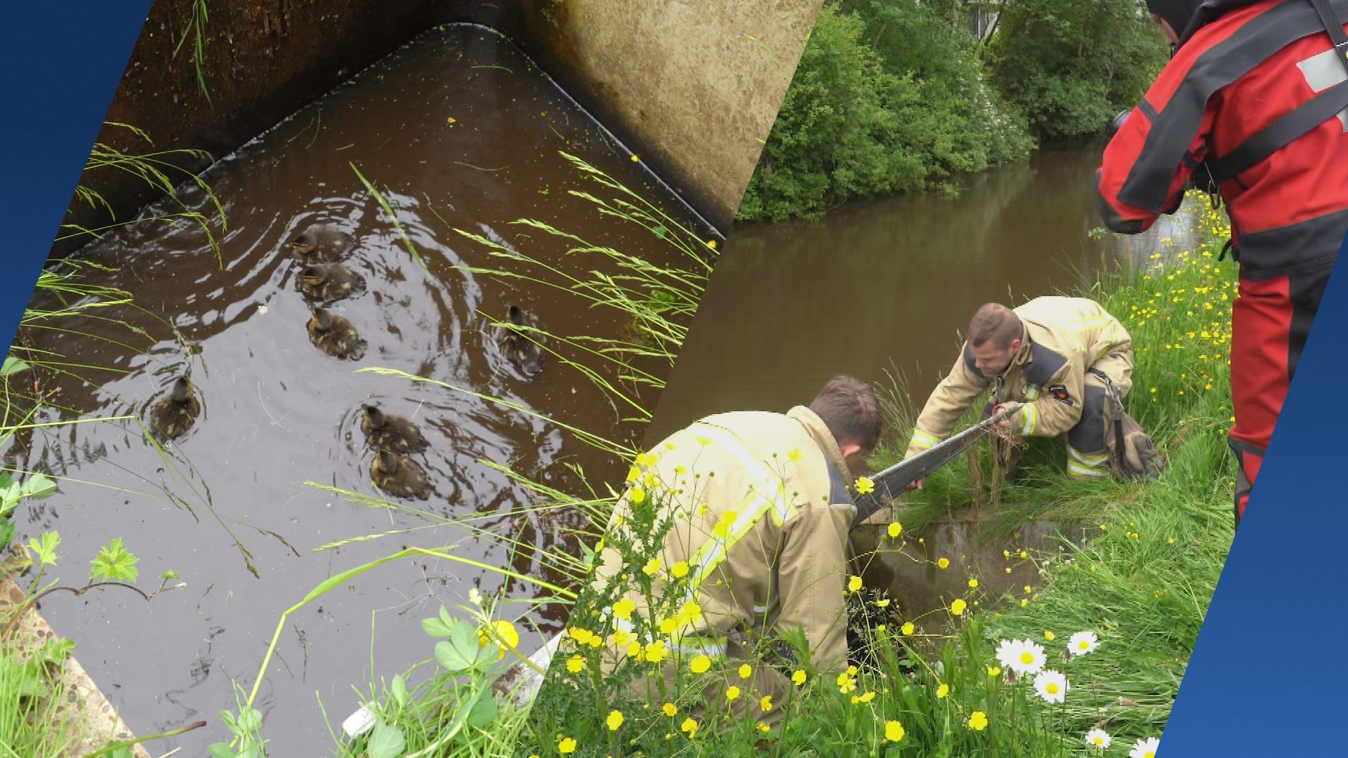 Paniek bij eendengezin: brandweer redt zeven kuikens uit buis in Assen