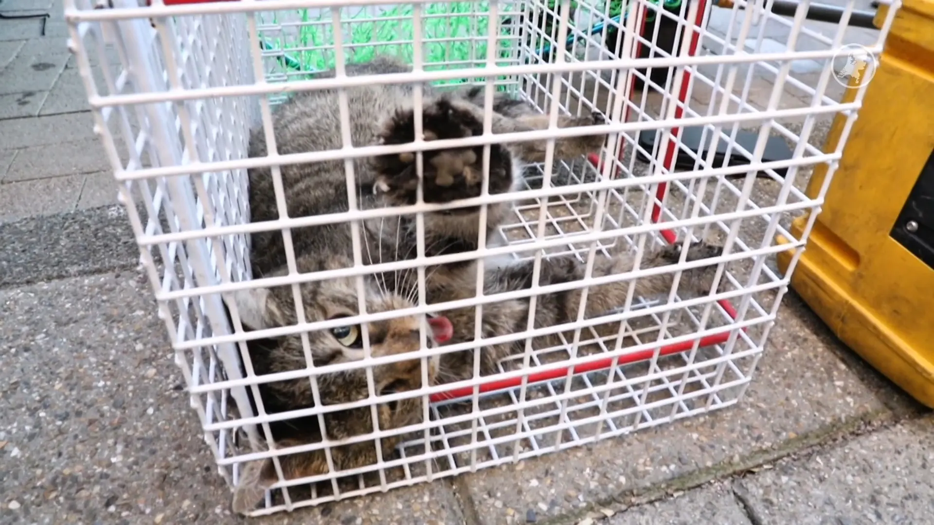 Kat zit muurvast onder auto in Tiel: zelfs de brandweer rukt uit