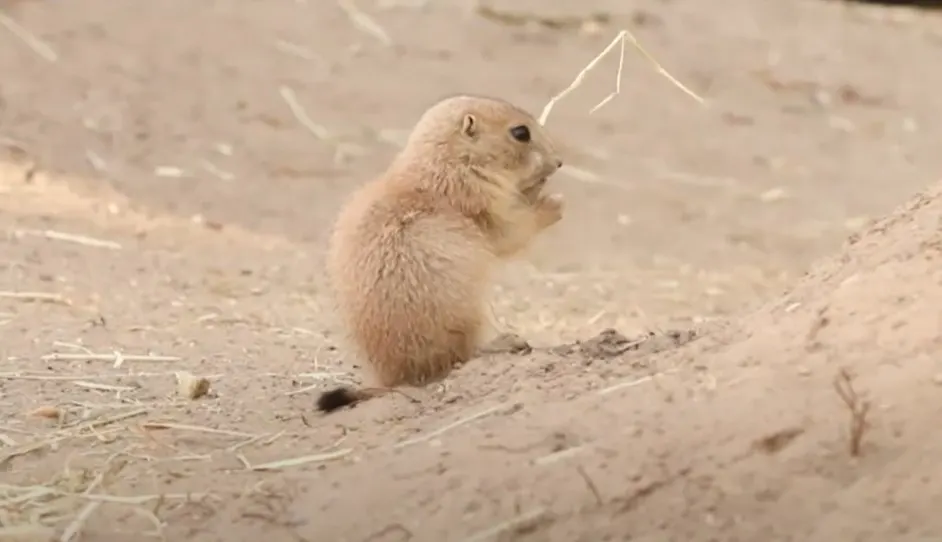 Enorme geboortegolf in Dierenpark Amersfoort: tientallen prairiehondjes geboren