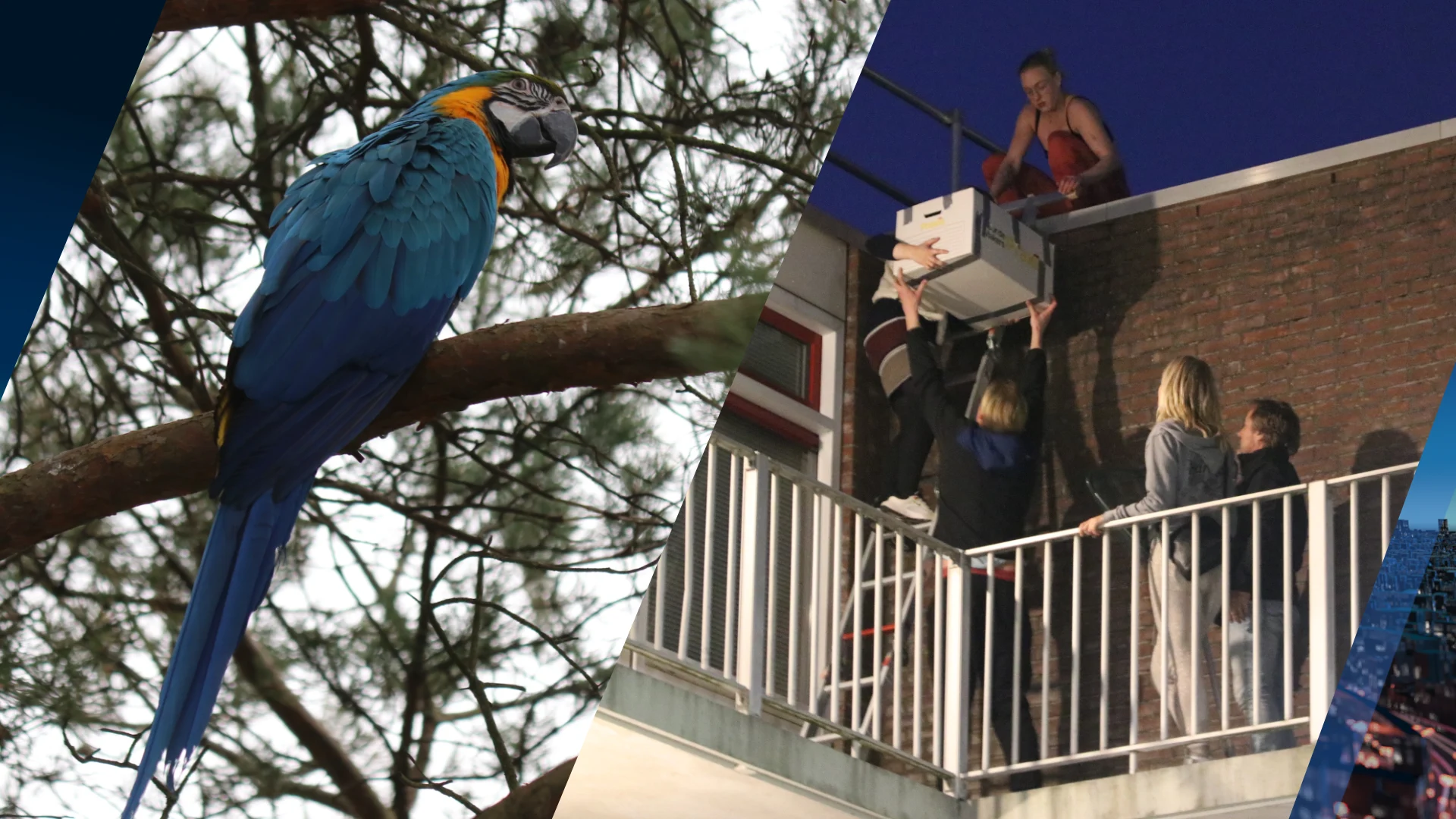 Papegaai Joy ontsnapt en zet 7 uur lang de buurt op stelten: 'Ze krijste het uit'